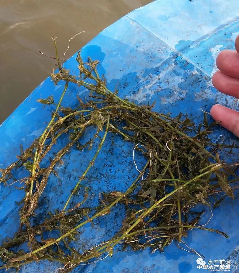 四个小技巧除草不伤苗,四招解决蓝藻爆发