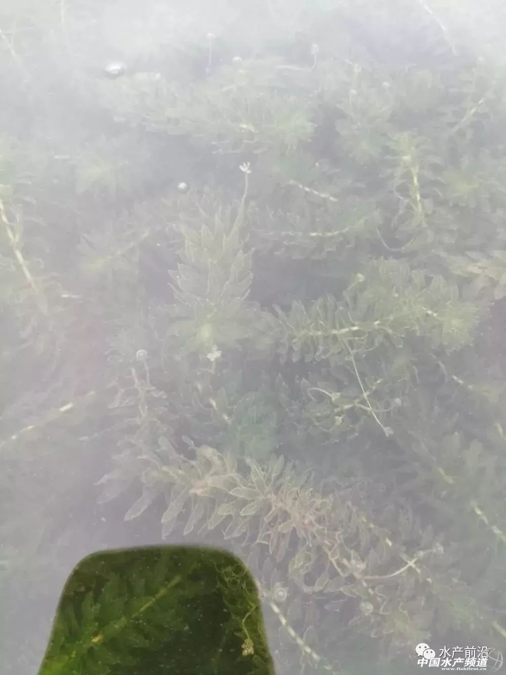 四个小技巧除草不伤苗,四招解决蓝藻爆发