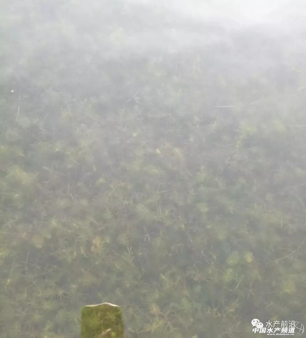 四个小技巧除草不伤苗,四招解决蓝藻爆发