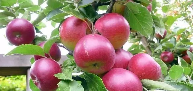 苹果批发一斤挣多少,苹果批发价格会涨吗