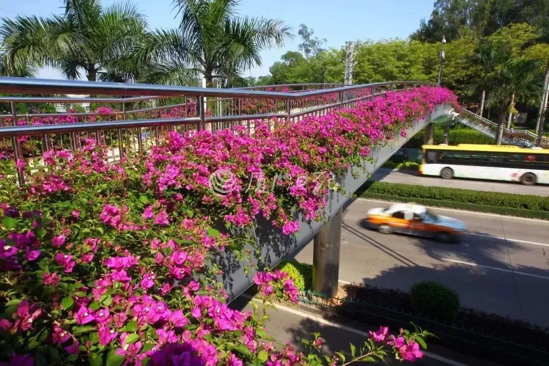 厦门人民公园最美风景照片,厦门集美杏林马銮湾环湾带状公园