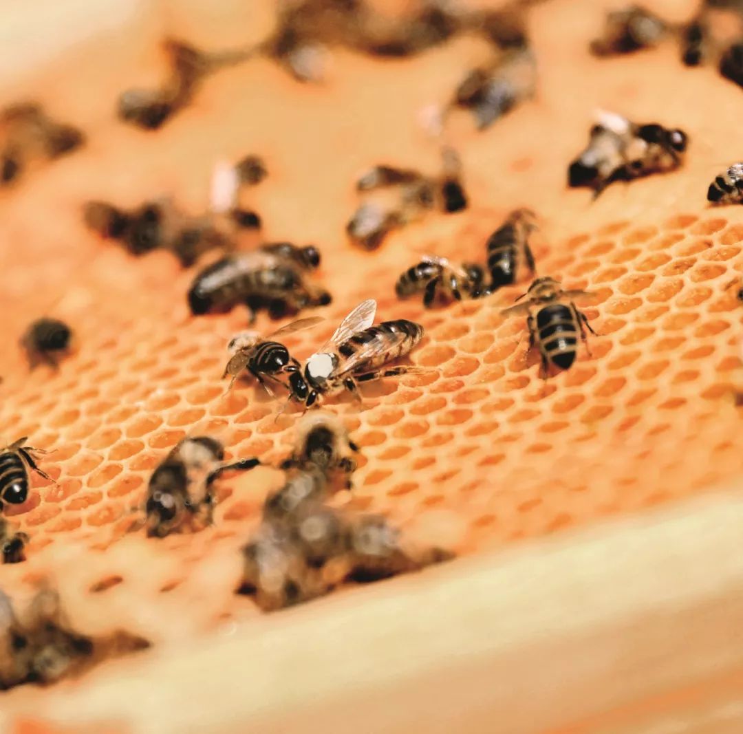 鲜货|今年520你想跟谁锁？