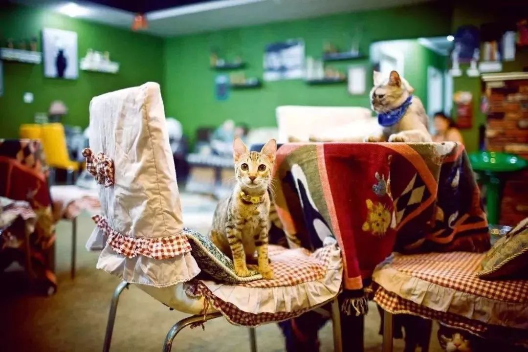 【封面】开宠物店暴利?全案解析宠物洗护美容、食品用品、寄养售卖…揭秘宠物经济令人费解的低收入真相