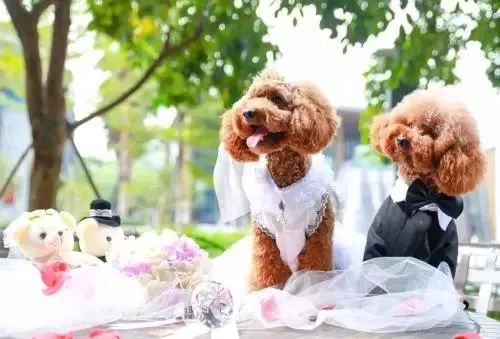 【封面】开宠物店暴利?全案解析宠物洗护美容、食品用品、寄养售卖…揭秘宠物经济令人费解的低收入真相