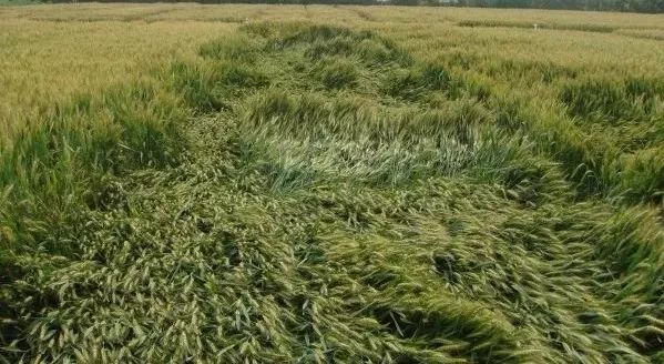小麦刚入冬就倒伏怎么办,狂风加大雨小麦倒伏