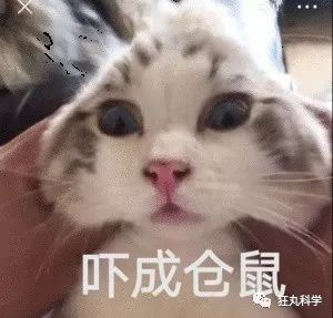 仓鼠的嘴巴是怎么塞下那么多食物,怎么看仓鼠嘴巴是不是藏食物了