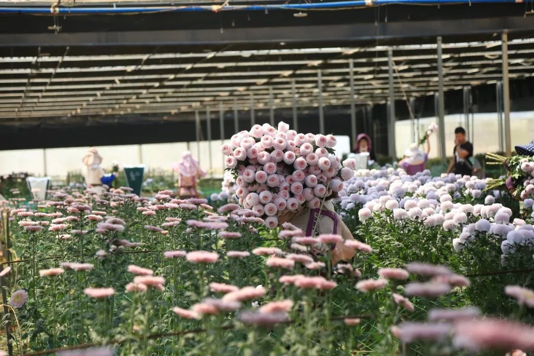 给你一份开远旅游打卡推荐！