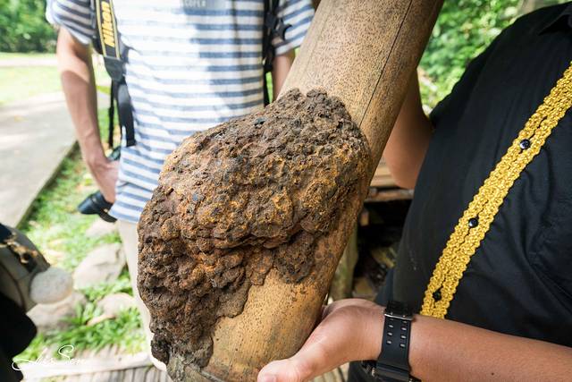 沙巴旅游攻略三天三夜,沙巴之行3天