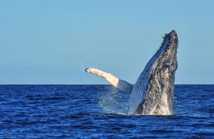 电子签又一国!海景堪比马代,物价却比泰国还低!直飞碾压朋友圈99%好友