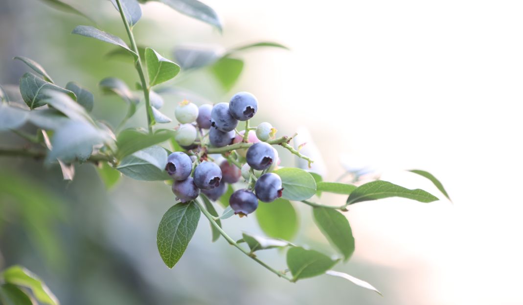 东港市十大镇,东港市有哪十大镇