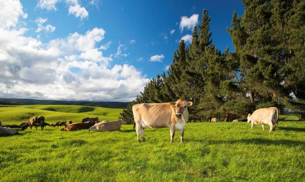 隔壁澳洲上演了被人潮包围的一幕，而这一切和新西兰也息息相关