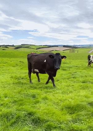 隔壁澳洲上演了被人潮包围的一幕，而这一切和新西兰也息息相关