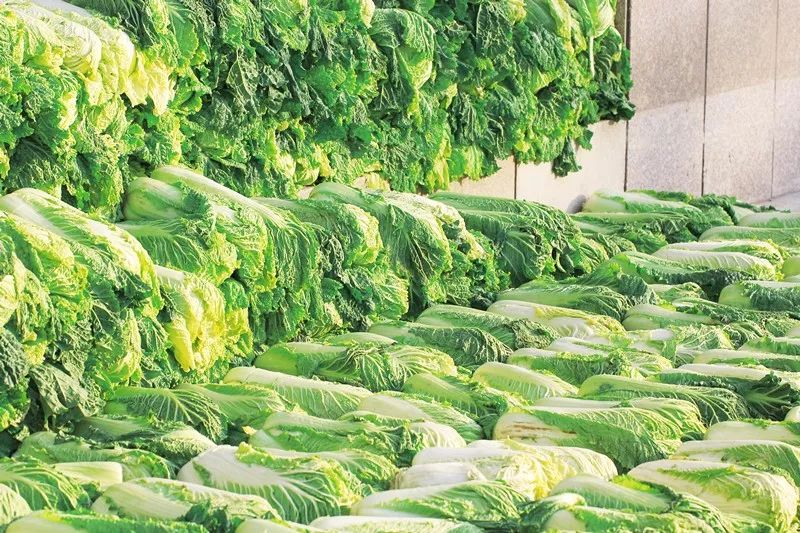 榆钱窝窝头菜团子,榆钱菜团子