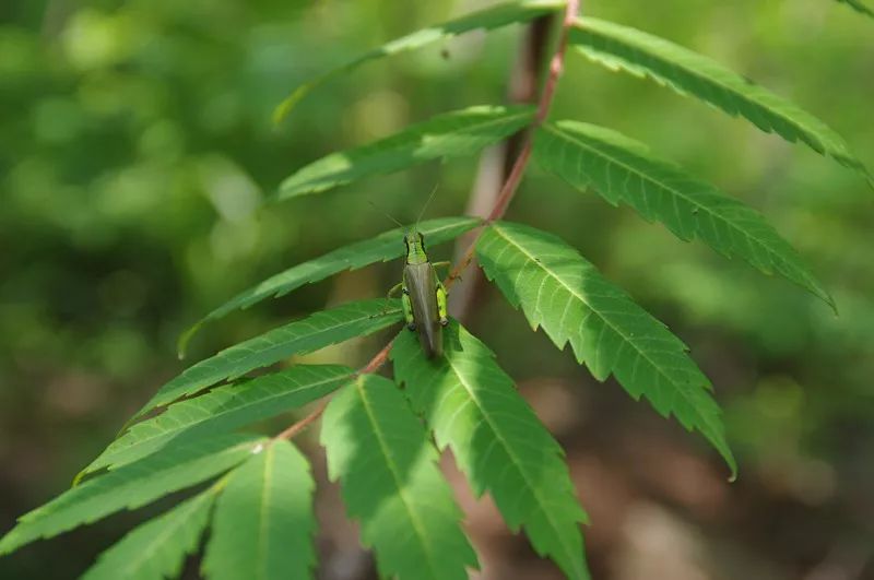 榆钱窝窝头菜团子,榆钱菜团子
