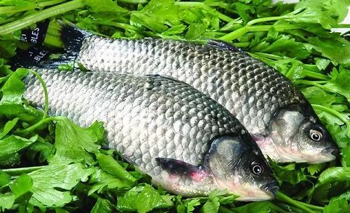 产后鱼胶补气血做法,补气血催乳食谱