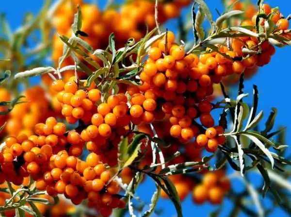 串串“酸溜溜”化作颗颗“金豆豆”——左云县沙棘产业映红农民“致富路”