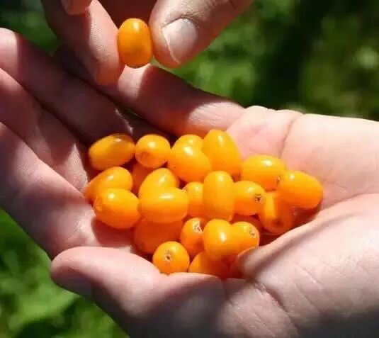 串串“酸溜溜”化作颗颗“金豆豆”——左云县沙棘产业映红农民“致富路”