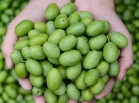 【每日一品】武都橄榄油，液体黄金的秘密都在这里了