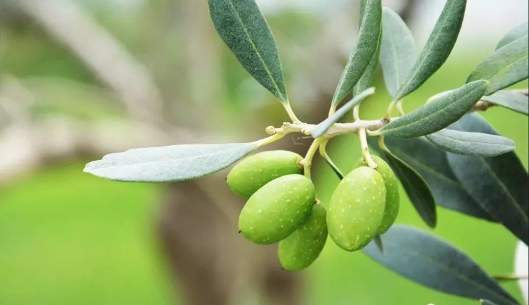 【每日一品】武都橄榄油，液体黄金的秘密都在这里了