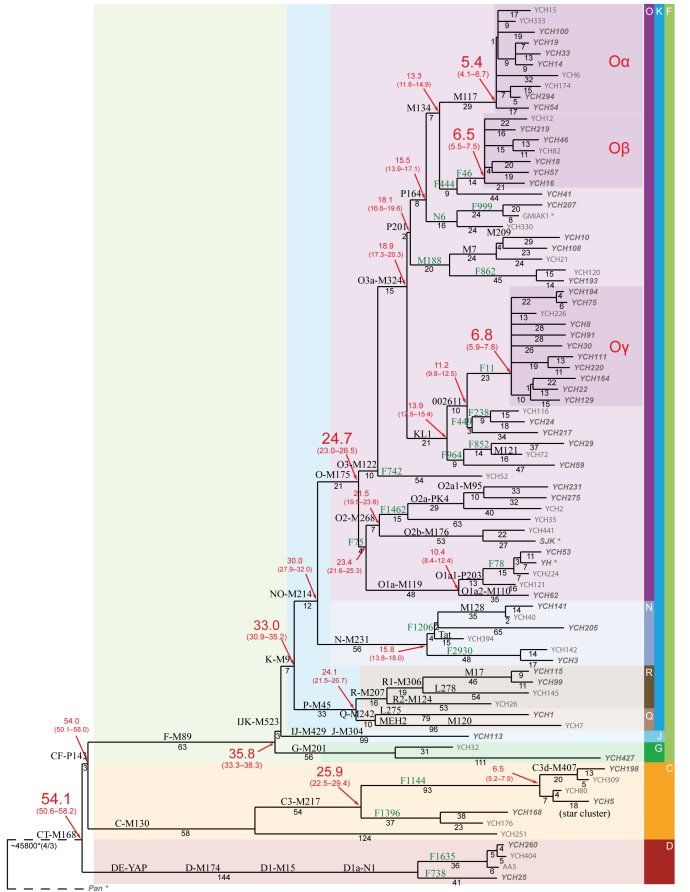 8亿男人都是11个帝王的后代？中国人到底是不是本土进化来的？答案令人惊诧！