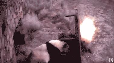 帮熊猫治好黑眼圈的办法,全球第一只黑眼睛熊猫