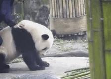 帮熊猫治好黑眼圈的办法,全球第一只黑眼睛熊猫