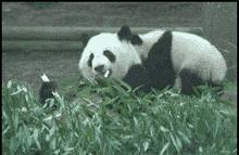 帮熊猫治好黑眼圈的办法,全球第一只黑眼睛熊猫