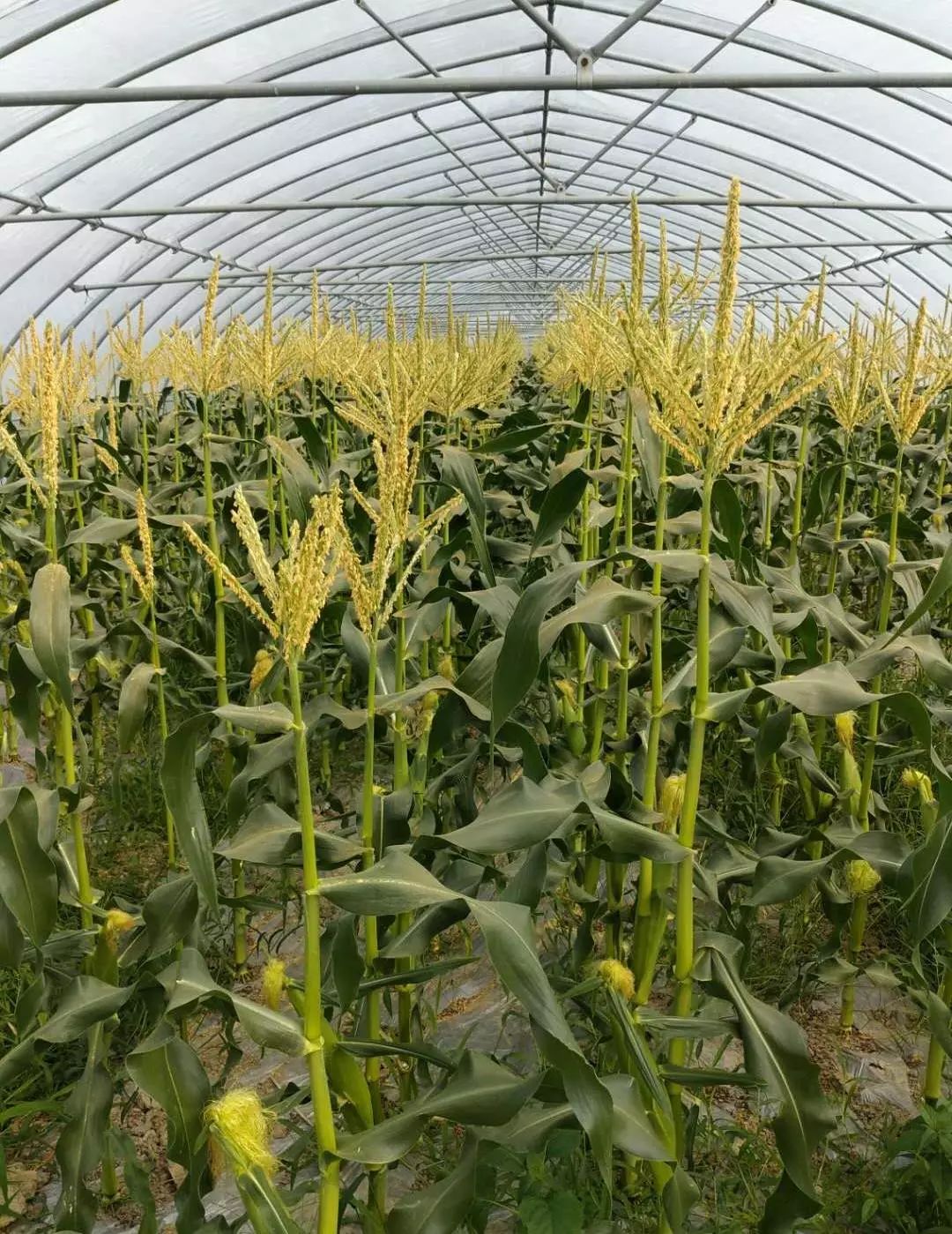 水果玉米可以生吃吗可以加枸杞吗,水果玉米生吃还是熟吃含糖高