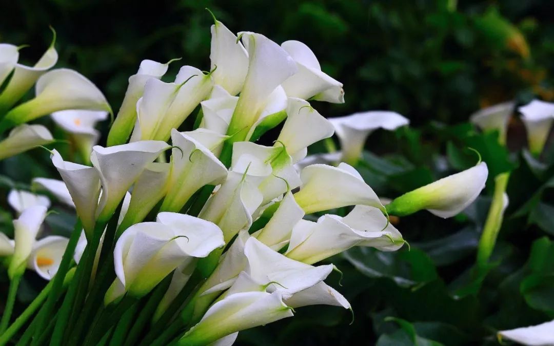 碰一下就会中毒的物质有哪些,被误食的致命毒物