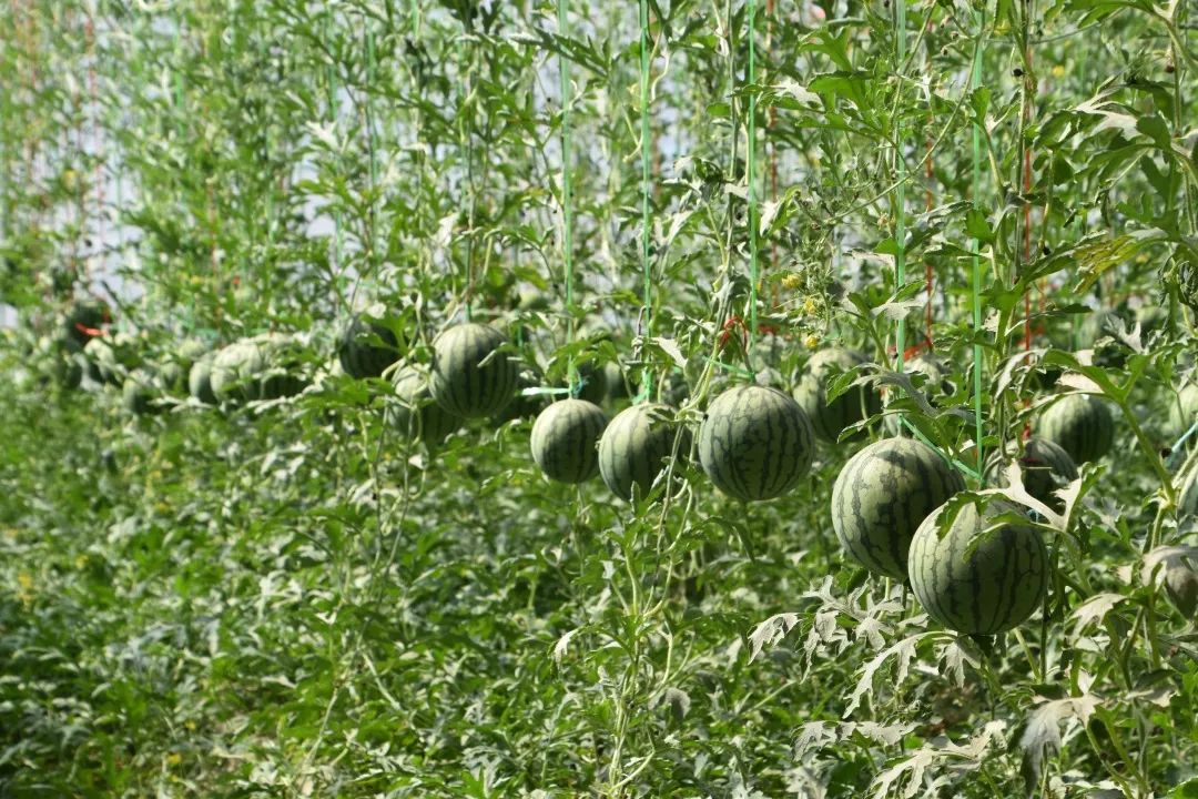 贵阳夏天气温最高多少,贵阳夏天最高气温是多少度