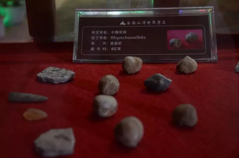 神奇！台骀山的四个博物馆带你穿越回上亿年前