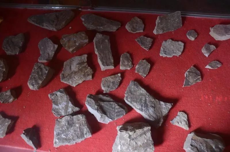 神奇！台骀山的四个博物馆带你穿越回上亿年前