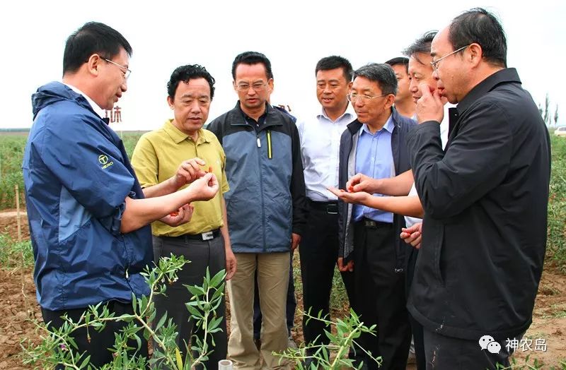 百瑞源枸杞产品分析,百瑞源养生枸杞加盟