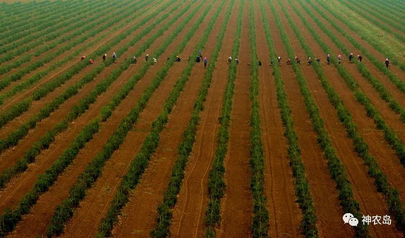 百瑞源枸杞产品分析,百瑞源养生枸杞加盟