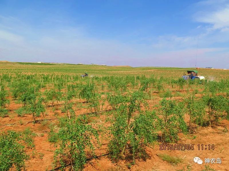 百瑞源枸杞产品分析,百瑞源养生枸杞加盟