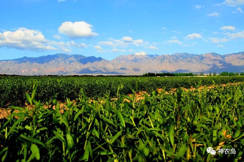 百瑞源枸杞产品分析,百瑞源养生枸杞加盟