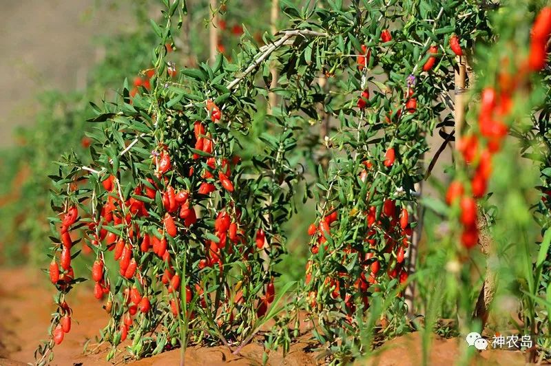 百瑞源枸杞产品分析,百瑞源养生枸杞加盟