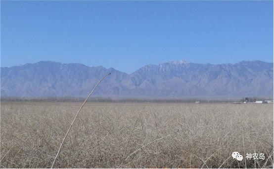 百瑞源枸杞产品分析,百瑞源养生枸杞加盟