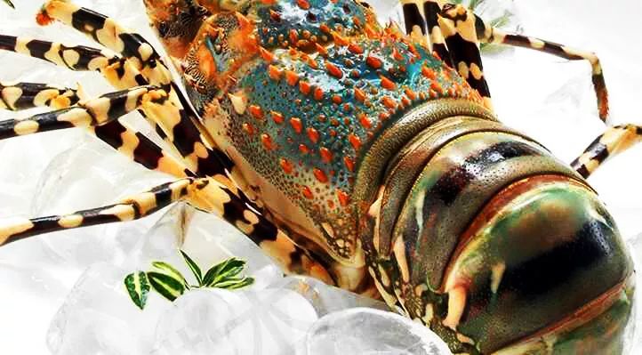 渔家女揭露海鲜市场黑幕,渔家女直播回放