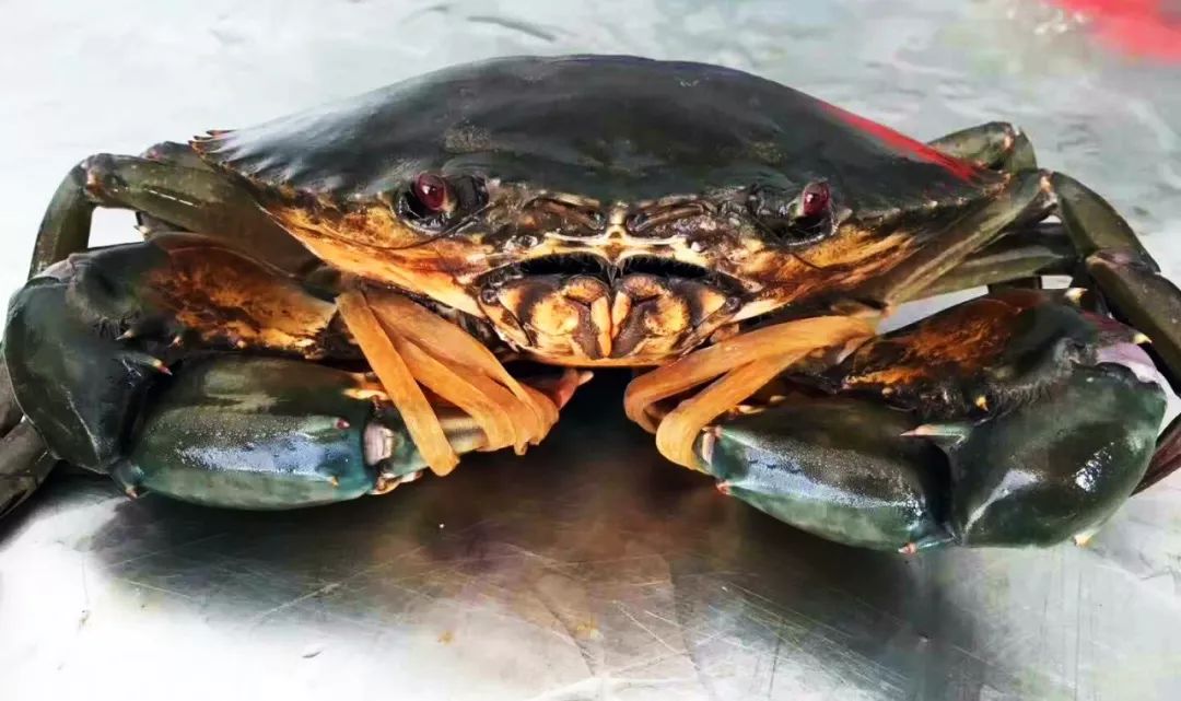 渔家女揭露海鲜市场黑幕,渔家女直播回放