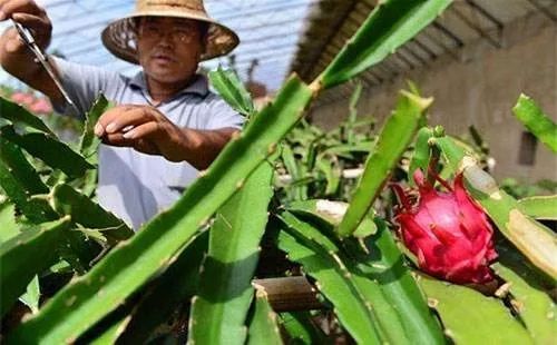 盆栽火龙果在北方冬天怎么办,北方一亩大棚火龙果需投资多少钱