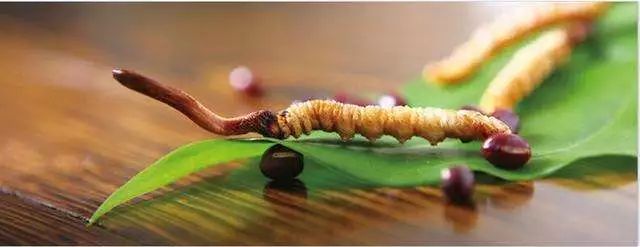 黄圣依同款防晒,防晒p50气垫bb霜