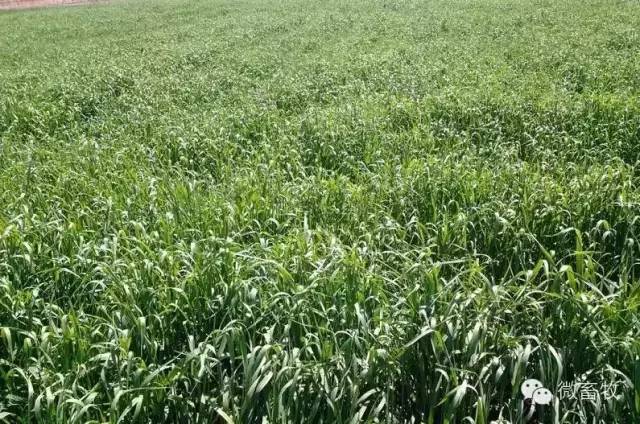 养牛养羊喂什么饲料,养羊可以喂颗粒饲料吗