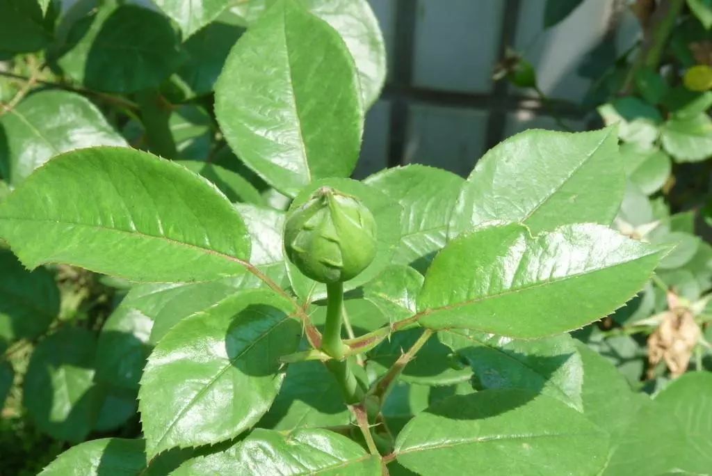 微信头像花图片,最惊艳的头像花