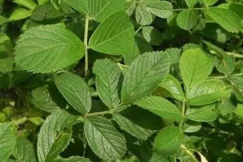 微信头像花图片,最惊艳的头像花