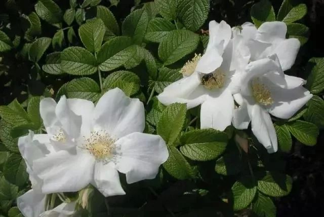 微信头像花图片,最惊艳的头像花