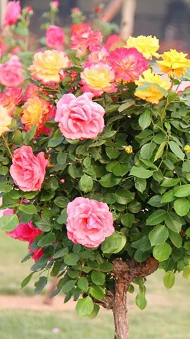 微信头像花图片,最惊艳的头像花