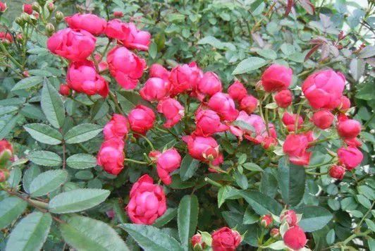 微信头像花图片,最惊艳的头像花