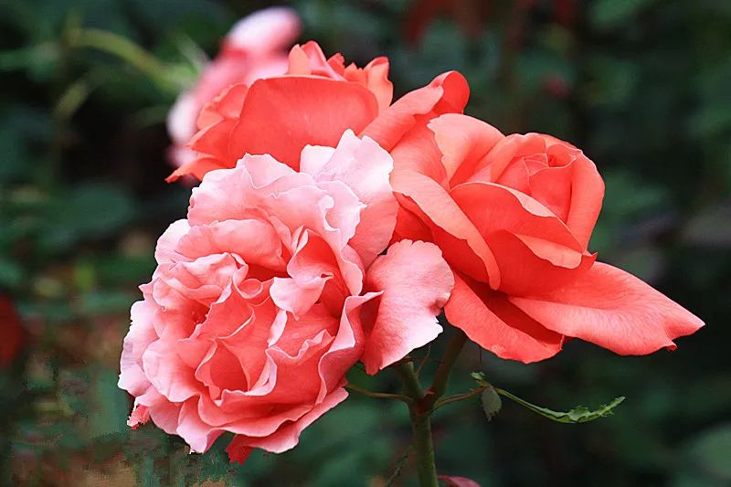 微信头像花图片,最惊艳的头像花