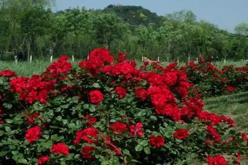 微信头像花图片,最惊艳的头像花